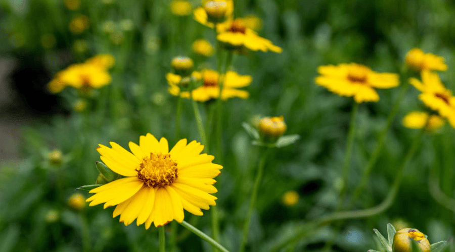 lanceolata coreopsis