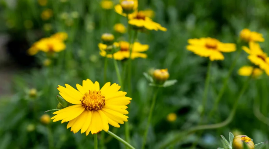 lanceolata coreopsis