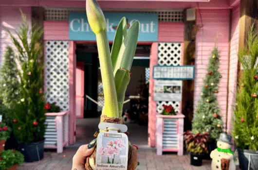 indoor amaryllis bulb