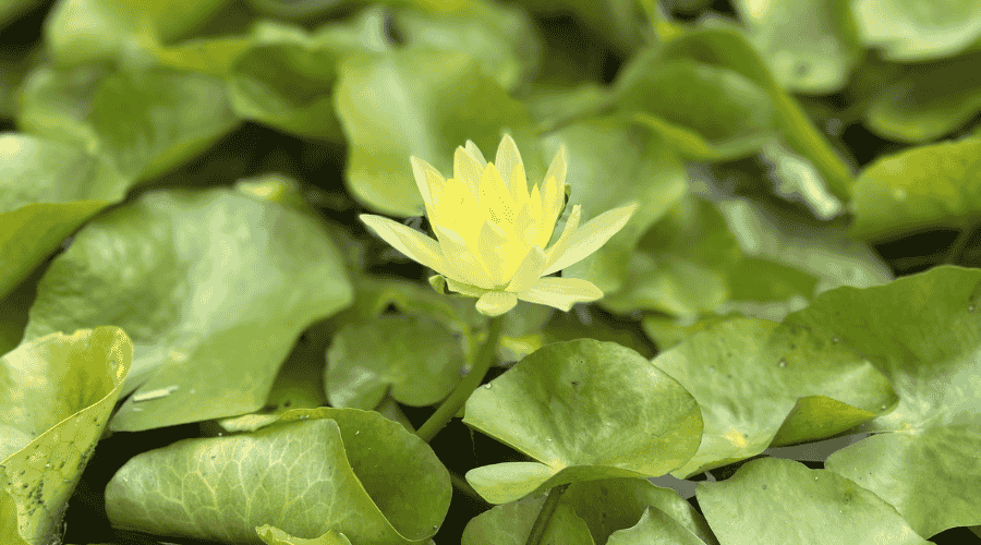 Water Gardening 101: Creating a Lush, Low-Stress Water Garden in ...