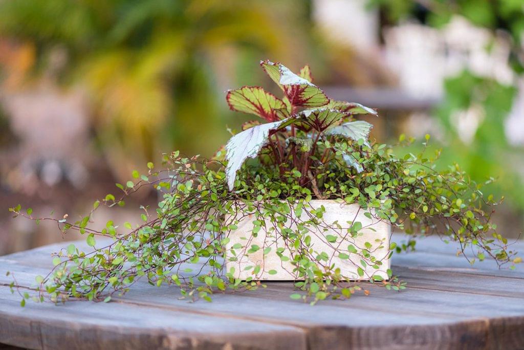 Rockledge Gardens wedding