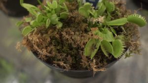 Venus fly trap with fly caught inside!