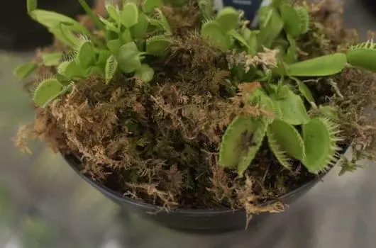 Venus fly trap with fly caught inside!