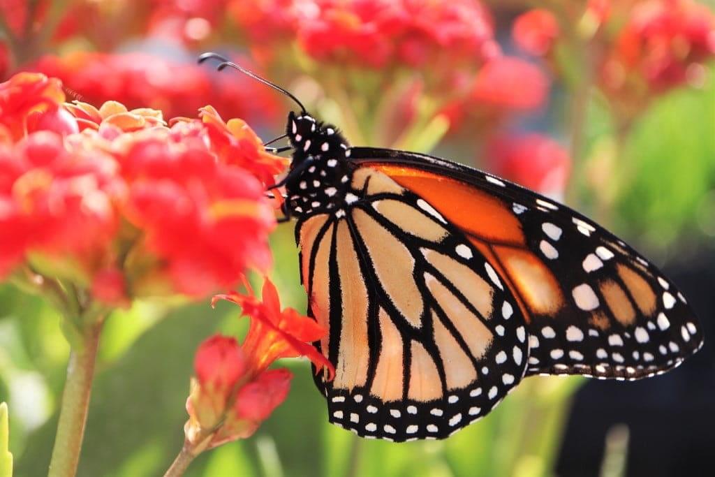 The Amazing Monarch Butterfly Migration