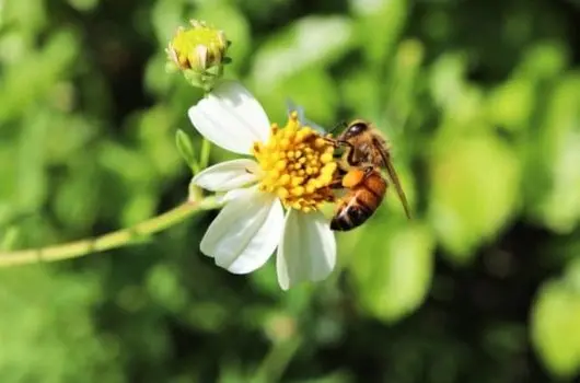 bee pollinating flower