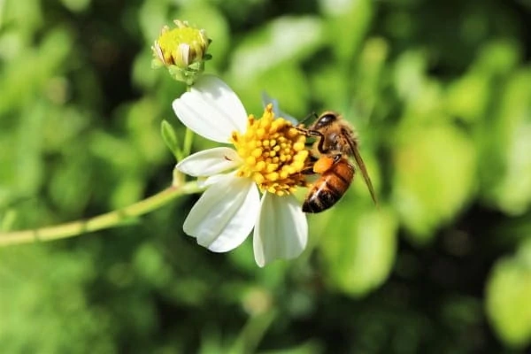 bee pollinating flower