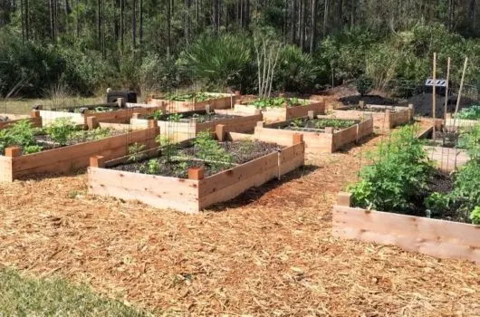 raised bed garden