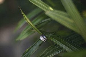 Wedding Rings on a Palm Frond