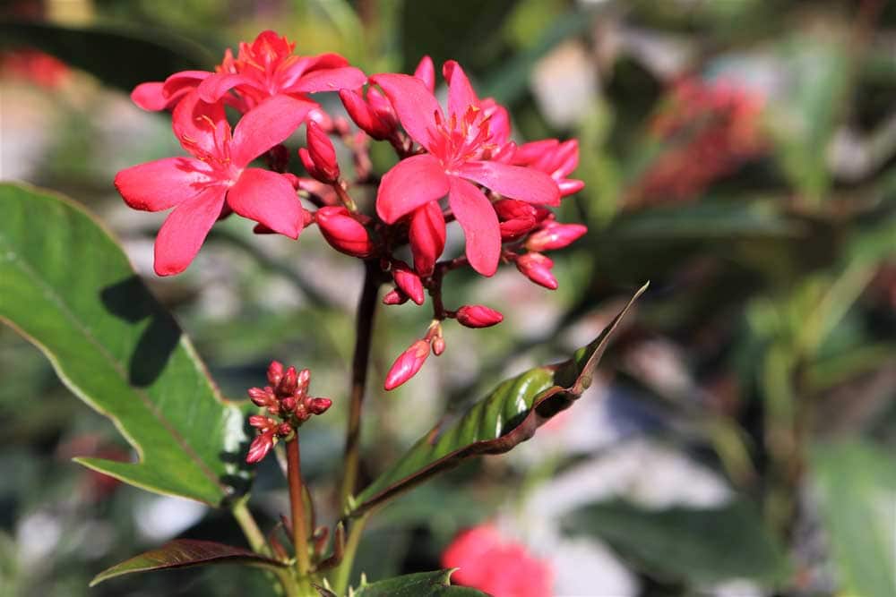 Jatropha Rockledge Gardens