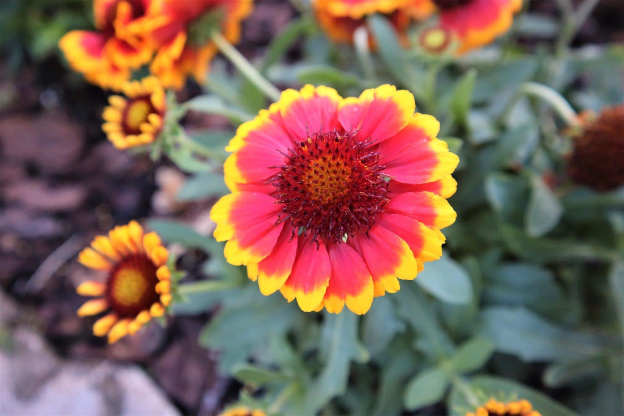 florida native plants gaillardia Rockledge Gardens