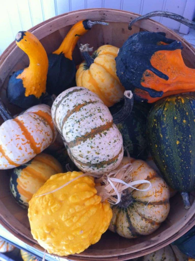 Good Gourd! Growing Ornamental Squash in Florida | Rockledge Gardens
