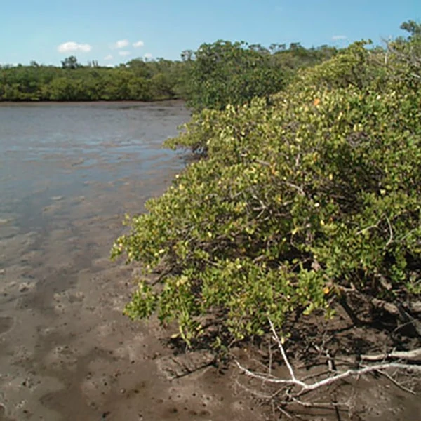 mangroves in Florida