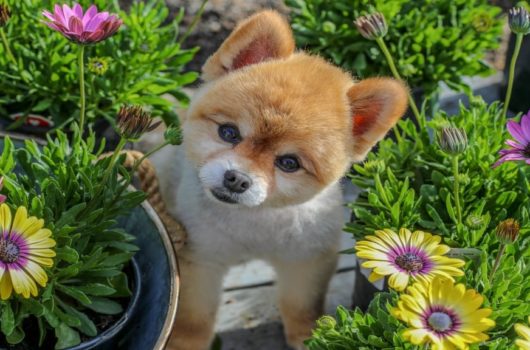 poisonous plants for dogs